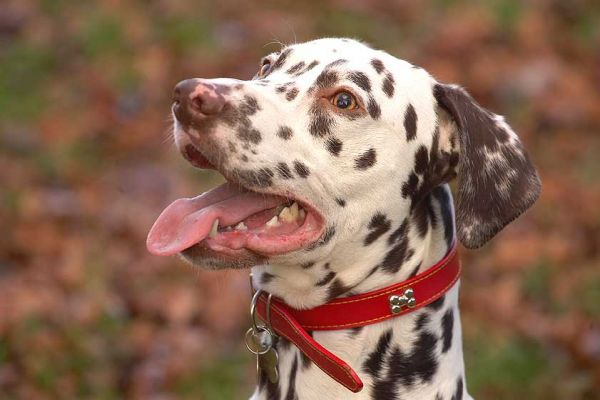 Juno
Palabras clave: Juno Dalmatian catch fetch dog kennel dog boarding dog resort Lucies Farm