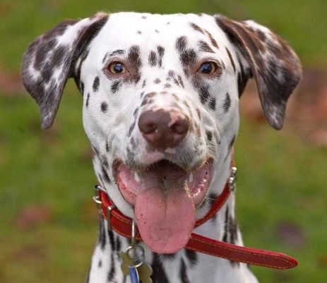 Juno
He's a happy fella.
Ključne besede: Juno Dalmatian catch fetch dog kennel dog boarding dog resort Lucies Farm