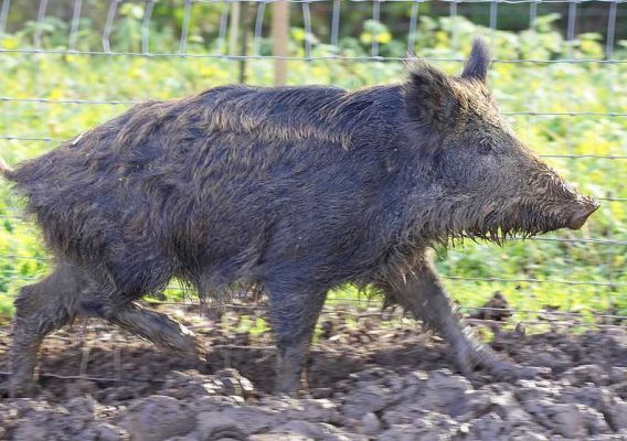 Wild Boar Running Along the Fence
Ключевые слова: wild boar fence running Lucies Farm pig snout pork