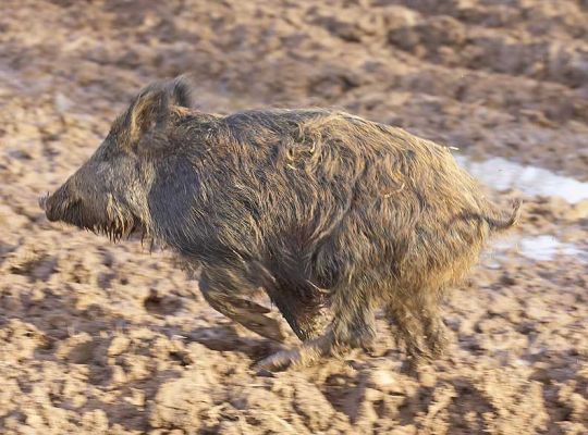 Running Wild Boar
Ключові слова: wild boar running Lucies Farm