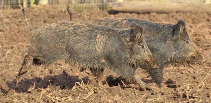 Brother and Sister
Or two sisters?  Can't really get close enough to tell.
Klíčová slova: wild boar brother sister
