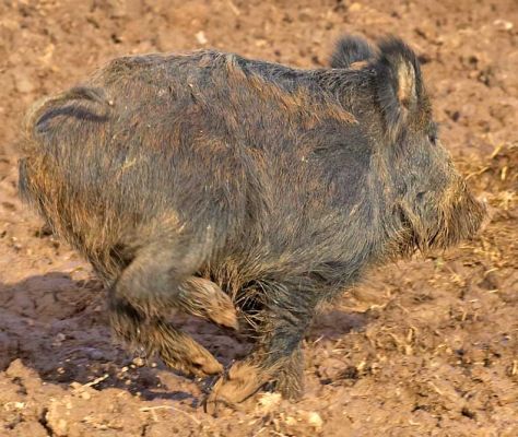 Running Wild Boar
They're a bit camera-shy.  My efforts to try to have them run towards me (and the camera) weren't hugely successful.  But I got lots of photos of them running away.
Trefwoorden: wild boar running