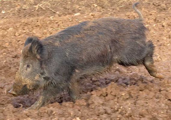 Wild Boar Running
Keywords: wild boar running mud pork pig Lucies Farm