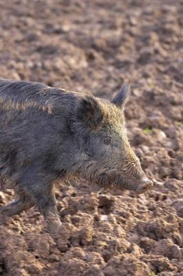 Wild Boar
Λέξεις-κλειδιά: wild boar mud snout pig pork Lucies Farm