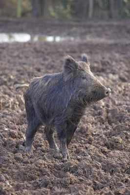 Wild Boar
Ключови думи: wild boar standing snout Lucies Farm pork mud