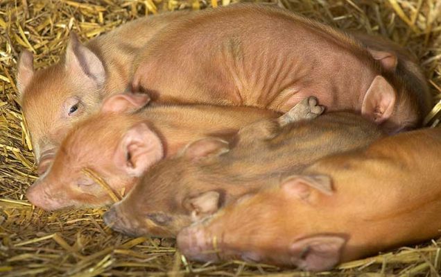 Tamworth Piglets
We have a visiting pig --- 1/2 Tamworth, 1/2 Wild Boar --- here visiting us on the farm.  (Or, more accurately, visiting our wild boar.)  The visitor has been here for about four weeks, and hasn't been interested in the boar.  Surprise -- she was pregnant.  Her six piglets are 3/4 Tamworth, 1/4 Wild Boar.  Of the four shown here (photographed on January 21 2006) note the one with the wild boar stripes.
Ключевые слова: wild boar Tamworth piglets pork babies cuddles