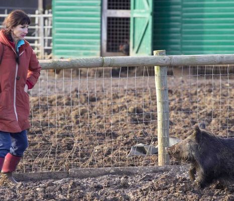 Marjorie and the Wild Boar
Marjorie was helping me by trying to gently chase the wild boar in my direction (and that of the camera).  This little fella didn't want to be chased anywhere:  he's giving Marjorie the stare, and she's giving it right back to him.
Klíčová slova: Marjorie stare wild boar chase pig pork Lucies Farm