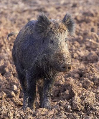Wild Boar
Not much grass left --- the wild boar have zapped it all.  We will re-seed the field in the spring, and within two weeks it will have a foot of grass.
Palabras Clave: wild boar mud pig grass Lucies Farm re-seed