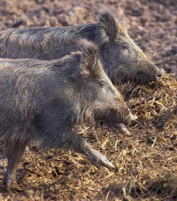 Wild Boar, Running Together
Ключові слова: wild boar mud pig pork Lucies Farm