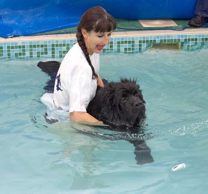 Dubawi Having A Swim
Ключові слова: Dubawi Marjorie Newfoundland swimming dog canine hydrotherapy Ritz Canine