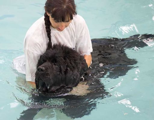 Marjorie and Dubawi
Keywords: Dubawi Marjorie canine hydrotherapy swimming dog Ritz Canine Newfoundland
