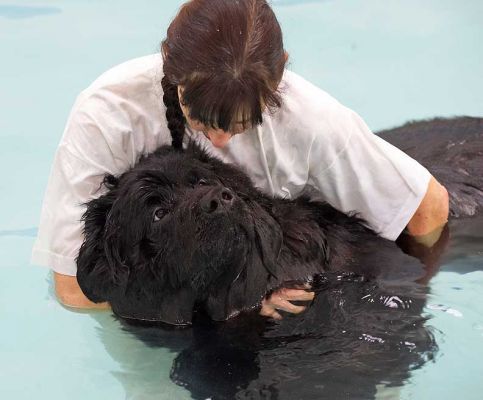 Dubawi Having A Rest
Marjorie giving Dubawi a cuddle.  The pool water is between 88 and 90 degrees F, so almost like a swimming pool.
Ключові слова: Dubawi canine hydrotherapy swimming dog Newfoundland Ritz Canine Marjorie