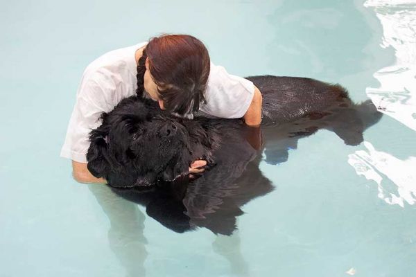 Marjorie and Dubawi
Dubawi is a Newfoundland -- at home in the water, and very large...
Keywords: Dubawi canine hydrotherapy Newfoundland Marjorie swimming dog Ritz Canine