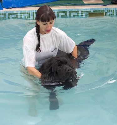 Dubawi at Second Pool Session
Dubawi was much more relaxed and comfortable in the pool.
Λέξεις-κλειδιά: Dubawi Newfoundland pool hydrotherapy Marjorie