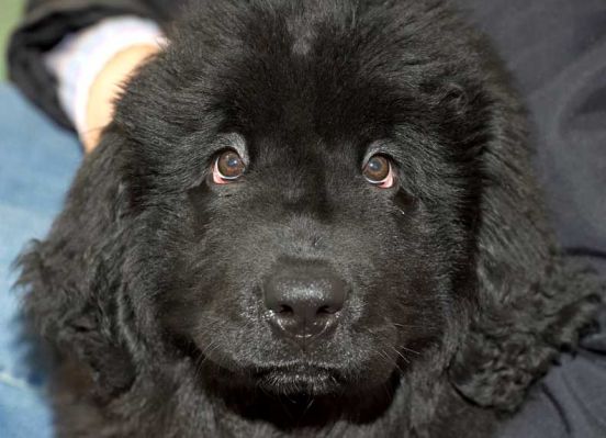 Treasure
Ključne besede: Treasure Newfoundland puppy dog hotel Lucies Farm