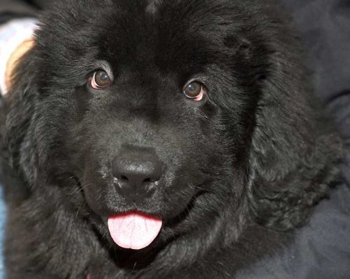 Treasure
Treasure is a Newfoundland puppy.
Keywords: Treasure Newfoundland puppy dog Lucies Farm dog hotel