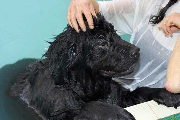 Dubawi
Having a brief rest at the side of the pool.
Avainsanat: Dubawi Newfoundland canine hydrotherapy dog swimming Ritz Canine