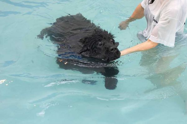 Dubawi Swimming
Ключови думи: Dubawi swimming Newfoundland dog swimming canine hydrotherapy Ritz Canine