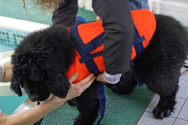 Treasure and Dog Life Jacket
This was Treasure's first time in the pool, so we thought  the doggie life jacket made sense.
Ključne besede: Treasure Newfoundland dog life jacket canine hydrotherapy Ritz Canine