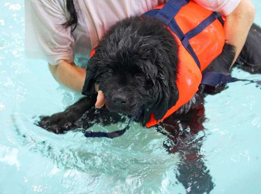 Treasure Having A Swim
Treasure is a Newfoundland puppy.  
Keywords: Treasure Newfoundland puppy dog life jacket canine hydrotherapy dog swimming Ritz Canine