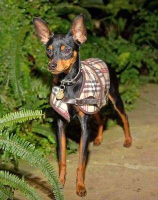 Bismark
Keywords: Bismark Bizzy Minature Pinscher dog hotel dog kennel dog boarding Lucies Farm