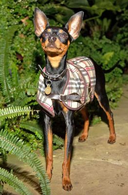 Bismark
Schlüsselwörter: Bismark Bizzy Minature Pinscher dog hotel dog kennel dog boarding Lucies Farm