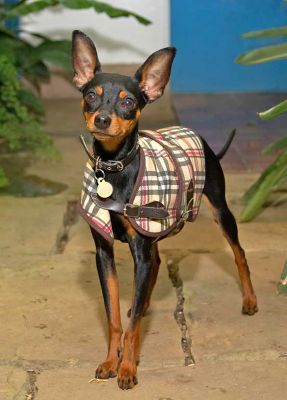 Bismark
We only had a few minutes of sunshine today (better than most February days, I guess) so we had to take Bizzy's portrait photo in the orchid house.
Palabras Clave: Bismark Bizzy Minature Pinscher dog hotel dog kennel dog boarding Lucies Farm