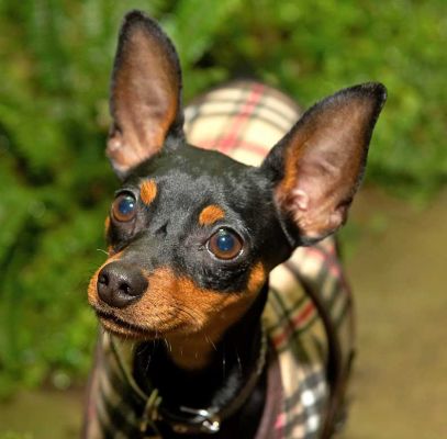 Bismark
Also Known as "Bizzy."  Bismark is a [url=http://www.minpin.org/]Miniature Pinscher[/url], here for just one night.
Keywords: Bismark Bizzy Minature Pinscher dog hotel dog kennel dog boarding Lucies Farm