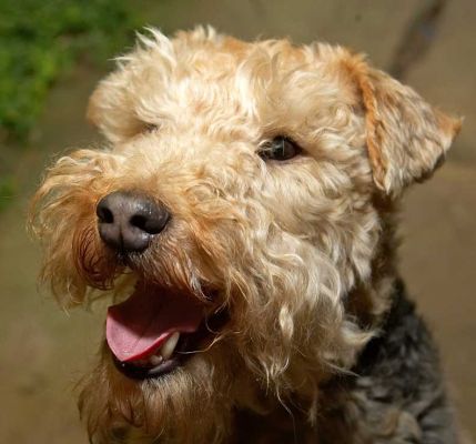 Alf
Λέξεις-κλειδιά: Alf Lakeland Terriers dog hotel dog boarding dog kennel Lucies Farm