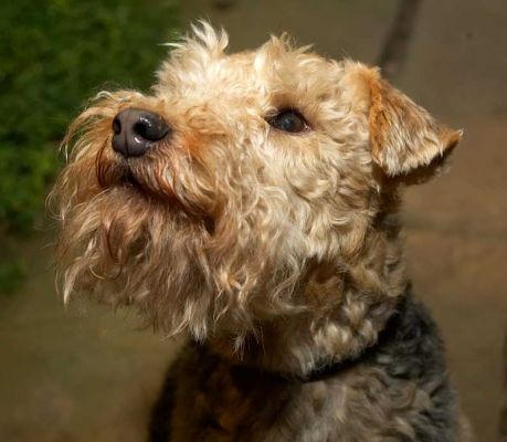 Alf
. . . looking very proud of himself.
Ключові слова: Alf Lakeland Terriers dog hotel dog boarding dog kennel Lucies Farm