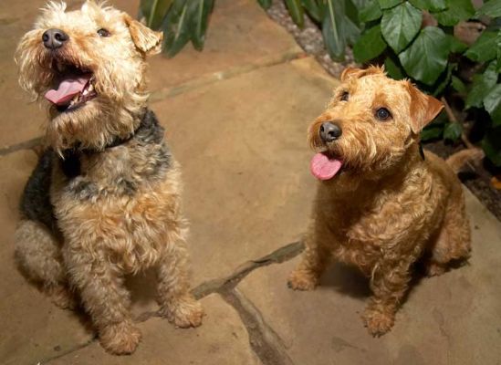 Alf and Ripley -- Looking at a Cookie
Alf and Ripley are Lakeland Terriers.
Keywords: Alf Ripley Lakeland Terriers dog hotel dog boarding dog kennel Lucies Farm