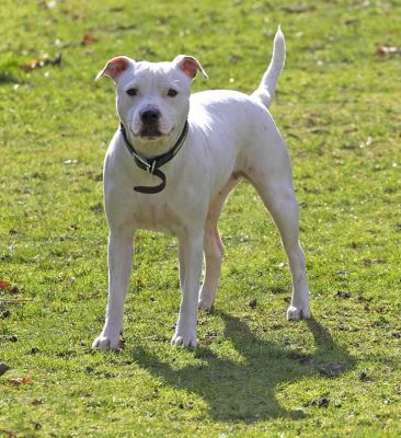 Maddy waiting for the ball
Trefwoorden: Maddy White Staffordshire Bull Terrier ball