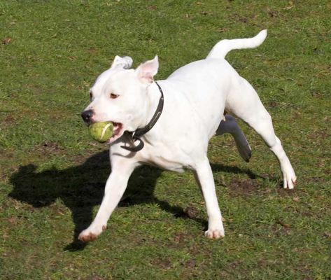 Having caught the ball, Maddy is off and running
الكلمات الإستدلالية(لتسهيل البحث): Maddy white Staffordshire Bull Terrier ball