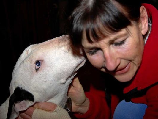 Kiko and Marjorie
Kiko giving Marjorie a big kiss.
Anahtar kelimeler: Kiko English bull terrier dog Marjorie dog kiss