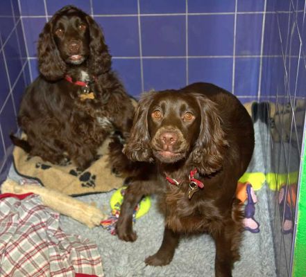 Fizzy and Poppy in Their Suite
The "cubby" is raised, and has under-floor heating in the front half (adjustable by individual thermostat).  The half-heating allows our doggie guests to regulate their temperature:  if they're cool, they can move forward.  If warm, they move a bit back.
Słowa kluczowe: Fizzy Poppy Cocker Spaniel cubby underfloor heating dog suite