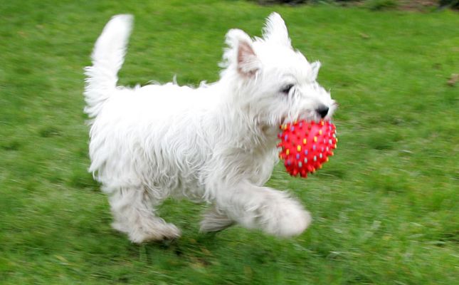 Maisy with Ball
A little dog and a squeaky toy.  Pretty cute.
Keywords: Maisy dog West Highland terrier Lucies Farm dog boarding
