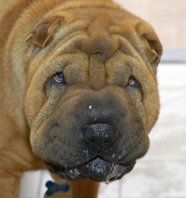 Cane
After his breakfast.  He looks a bit malevolent here --- right after taking this photograph he trotted over and gave me a cuddle.
Palabras clave: Cane Sharpei Shar Pei dog malevolent