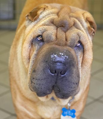 Cane
After breakfast of freshly scrambled Black Rock chicken eggs and Guernsey milk.
Palabras clave: Cane Shar Pei Sharpei breakfast dog
