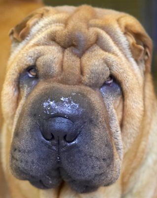 Cane After His Breakfast
With a little bit of his freshly scrambled eggs on his nose.
Ključne besede: Cane breakfast scrambled eggs