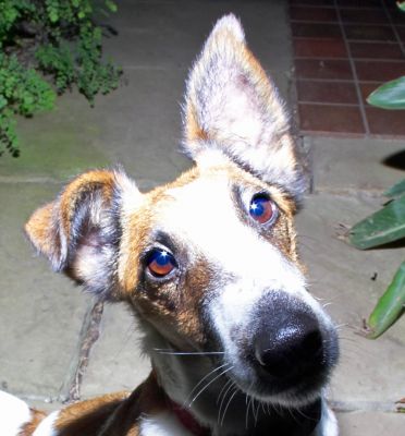 Milo the Fox Terrier
One ear up!
Mots-clés: Milo Fox Terrier ear up dog