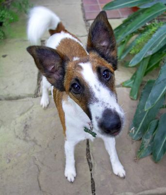 Milo Looking for a Cookie
Anahtar kelimeler: Milo Fox Terrier cookie dog