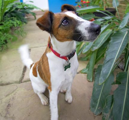 Milo the Fox Terrier
Milo looking for some more peanut butter.  The weather was so horrible that we had to take Milo's photograph in our orchid house.
Anahtar kelimeler: Milo Fox Terrier orchid house