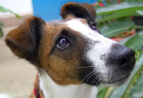 Milo the Fox Terrier
Palabras clave: Milo Fox Terrier dog nose eye