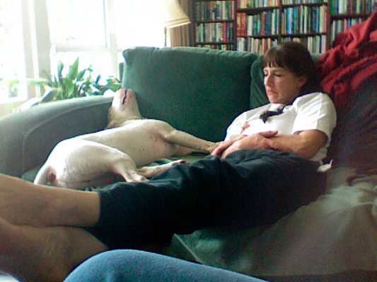 Marjorie and Mana Having a Nap
Nothing is more luxurious than having a nap on the couch.  I was sitting there, doing Photoshop work on my laptop --- and took this photo with the little camera built into my MacBook.
Λέξεις-κλειδιά: Mana Tapa sleeping nap couch rest Bull Terrier dog Marjorie