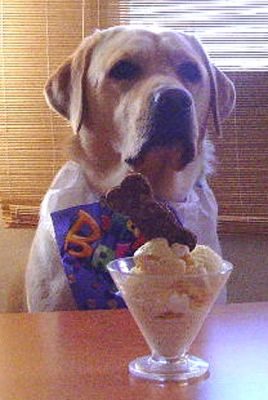 Martha and the Haddock Ice Cream
Martha waiting to devour her Haddock Ice Cream at her birthday party.
Keywords: Martha, Haddock Ice Cream, dog birthday