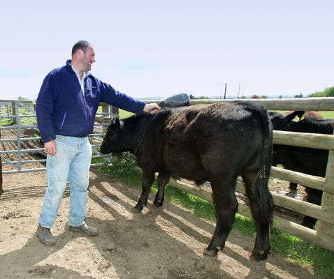 Aberdeen Angus Massage
Kevin massaging a pedigreed Aberdeen Angus steer for our Scottish | Kobe beef.
Palabras clave: Kevin massage Aberdeen Angus steer Kobe beef Lucies Farm Scottish | Kobe beef