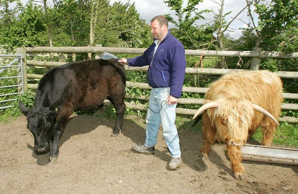 Kevin Massaging Aberdeen Angus Steer
We are moving from pedigreed Highland cattle (right) to pedigreed Aberdeen Angus cattle (left).  Here Kevin massages one of the young Aberdeen Angus steers, while the Highland steer awaits its turn.
Anahtar kelimeler: Highland Aberdeen Angus steer Kobe beef massage cattle Lucies Farm Kevin Howdle