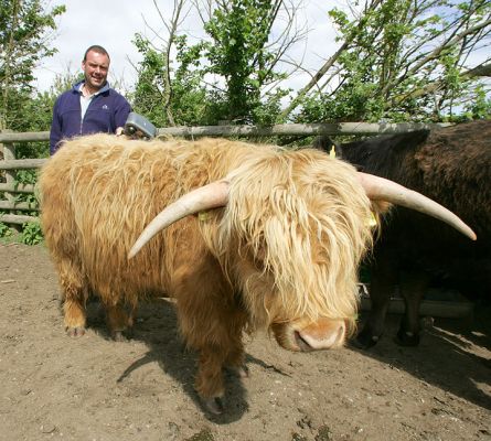 Kevin Massaging Highland Steer
The steers stand still for their massage.  Perhaps it's the anticipation of the beer that will follow shortly?
Ключови думи: Kevin Highland cattle Highland steer Kobe beef massage cattle beer Lucies Farm