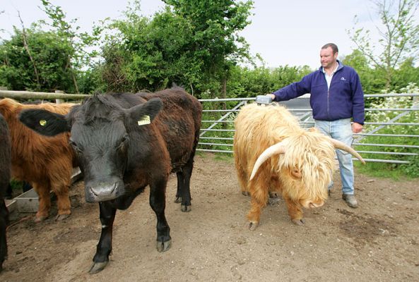 Kevin Massaging Highland Steer
Kevin Howdle massaging one of the younger Highland steers.
Keywords: Kobe beef massaging beef steer Highland cattle Highland steer Lucies Farm Kevin Howdle