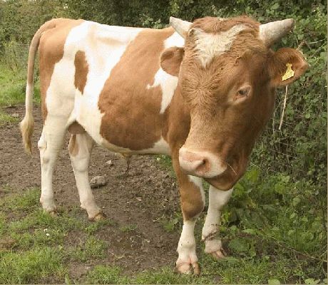 Merlin -- Our Guernsey Bull
King's End Lane, August 2004
Schlüsselwörter: Merlin Guernsey bull King's End